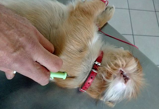 Czipowany piesek u weterynarza
