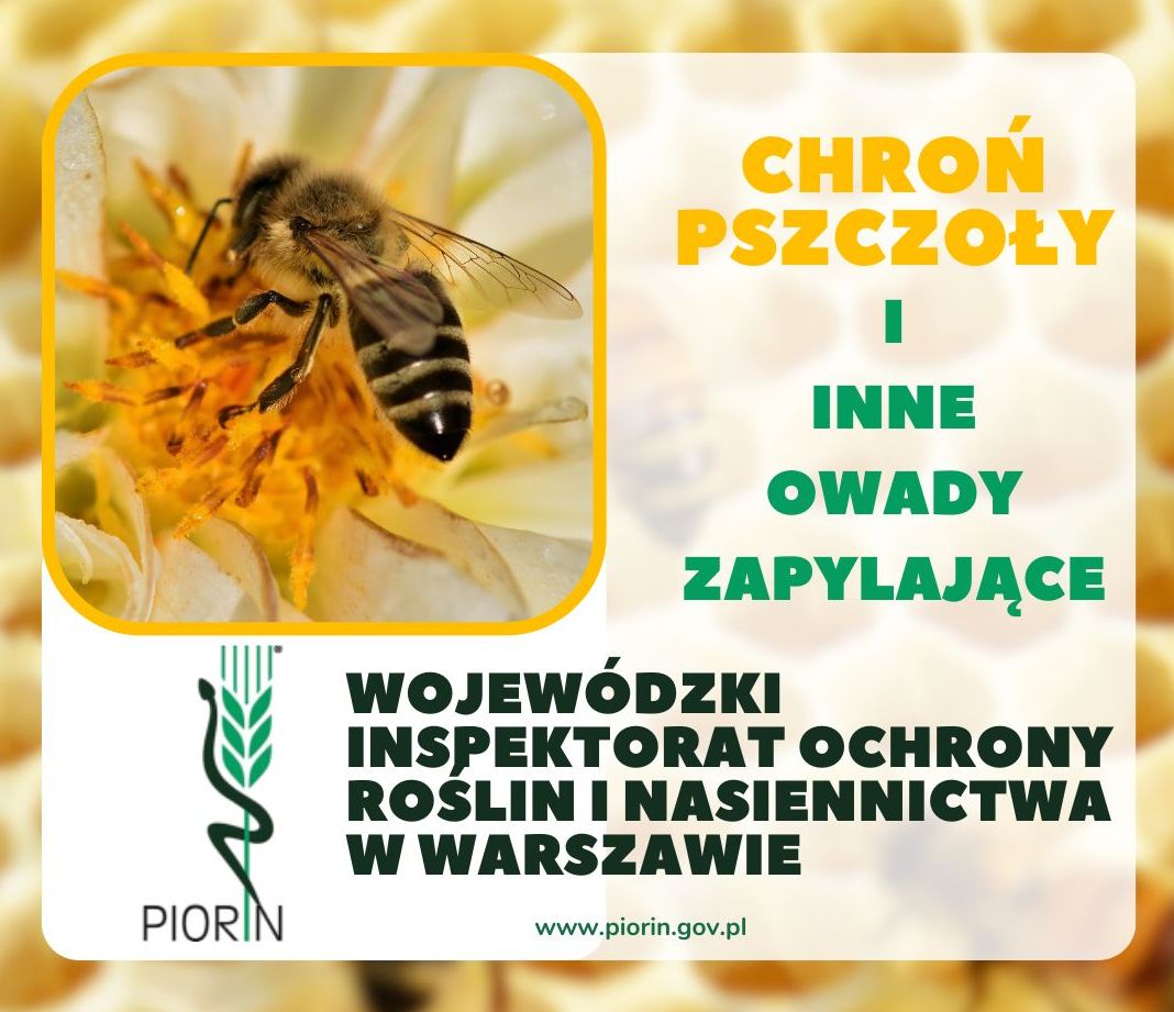 Chrońmy pszczoły